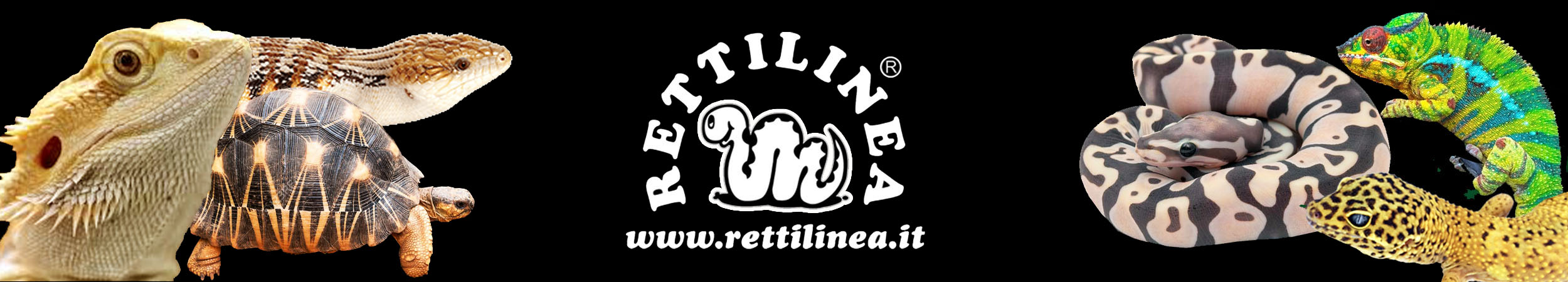 RETTILINEA